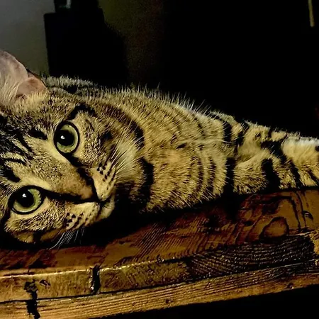 La Maison De Timba Nyaraló