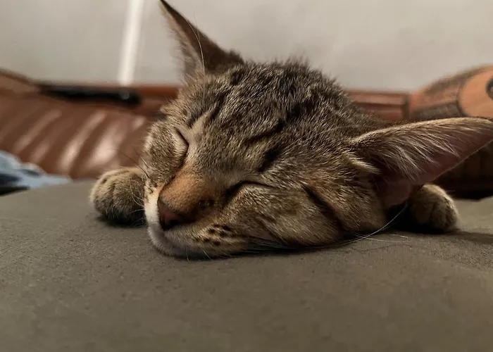 Hébergement de vacances La Maison De Timba