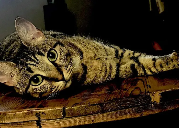 La Maison De Timba Hébergement de vacances